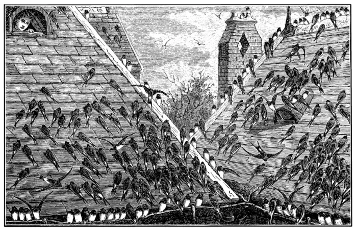 Framed Print : Swallows on roof Framed Print : Swallows on roof