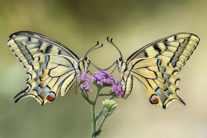 Framed Print : Two swallowtail butterflies on a flower Framed Print : Two swallowtail butterflies on a flower
