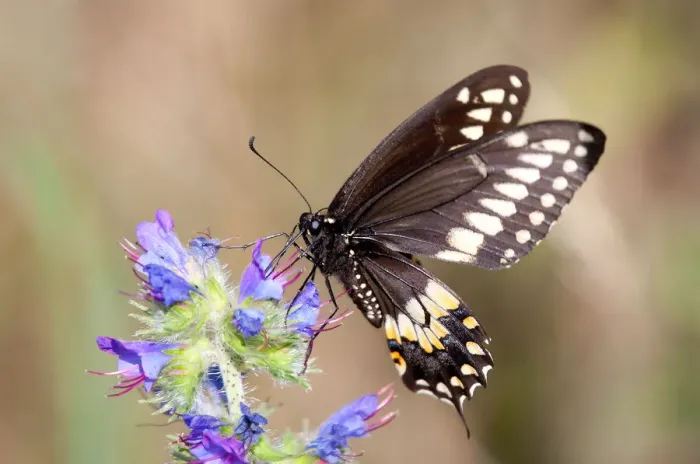 Framed Print : Swallowtail Butterfly Framed Print : Swallowtail Butterfly