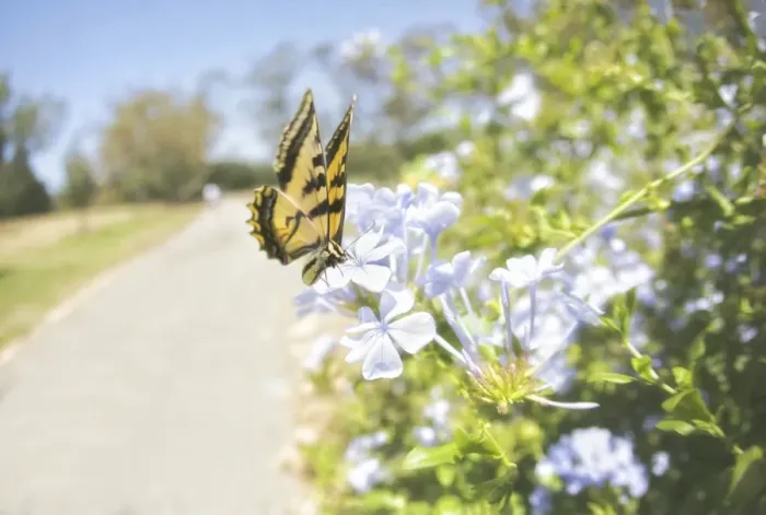 Framed Print : Swallowtail butterfly Framed Print : Swallowtail butterfly