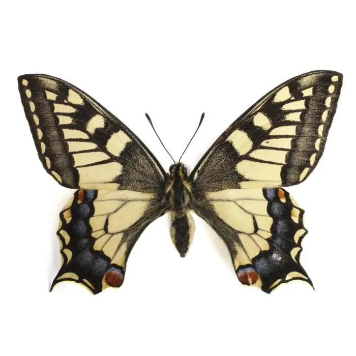 Framed Print : Swallowtail butterfly