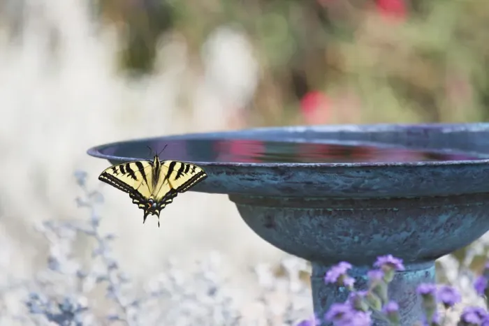 Framed Print : Swallowtail Butterfly on Birdbath Framed Print : Swallowtail Butterfly on Birdbath