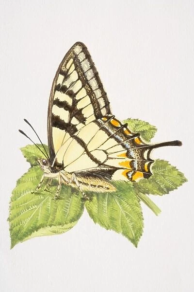 Swallowtail butterfly (Papilio machaon) with closed wings, resting on a leaf