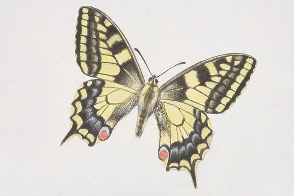 Swallowtail butterfly (papilio machaon)
