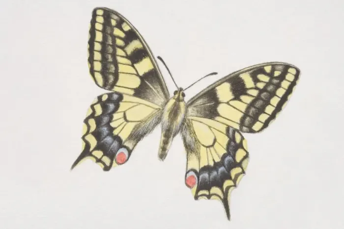Framed Print : Swallowtail butterfly (papilio machaon) Framed Print : Swallowtail butterfly (papilio machaon)