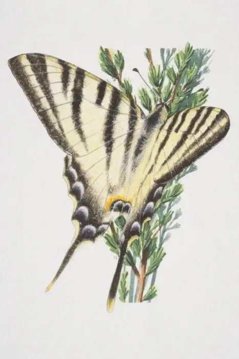 Framed Print : Swallowtail butterfly (papilio machaon), close up Framed Print : Swallowtail butterfly (papilio machaon), close up