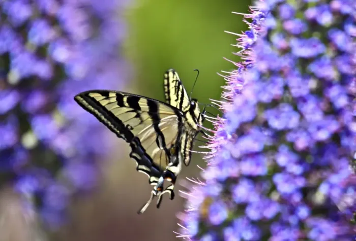 Framed Print : Swallowtail Butterfly on Perfect Purple bokeh