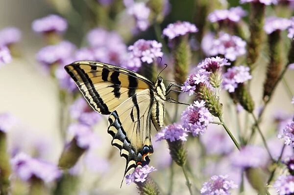 Swallowtail butterfly on wildflowers