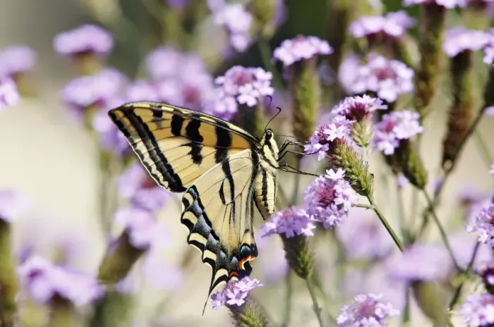 Framed Print : Swallowtail butterfly on wildflowers Framed Print : Swallowtail butterfly on wildflowers