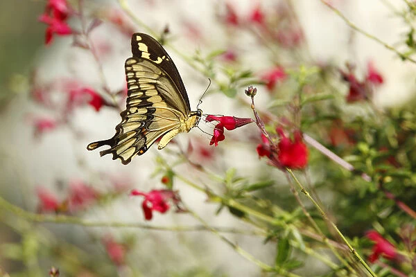 Swallowtail Butterfly on wildflowers