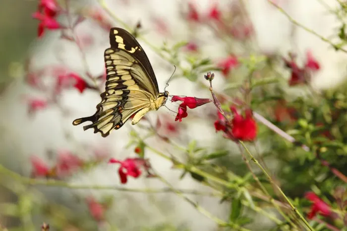 Framed Print : Swallowtail Butterfly on wildflowers Framed Print : Swallowtail Butterfly on wildflowers