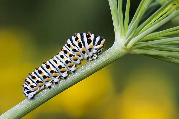 Swallowtail caterpillar (Papilio machaon) to Dill (Anethum graveolens), Hesse, Germany