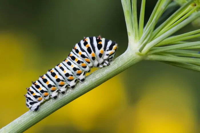 Framed Print : Swallowtail caterpillar (Papilio machaon) to Dill (Anethum graveolens), Hesse, Germany