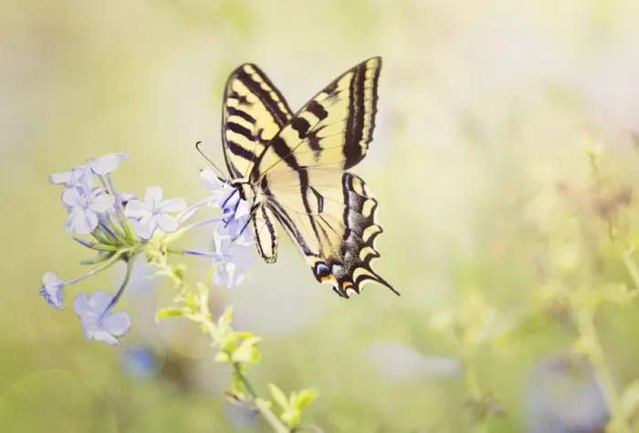 Framed Print : Swallowtail Enjoying Phlox Framed Print : Swallowtail Enjoying Phlox