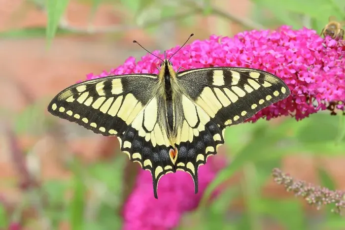 Framed Print : Swallowtail (Papilio machaon), sucking nectar on summer lilac (Buddleja davidii) Neunkirchen im Siegerland, North Rhine-Westphalia, Germany Framed Print : Swallowtail (Papilio machaon), sucking nectar on summer lilac (Buddleja davidii) Neunkirchen im Siegerland, North Rhine-Westphalia, Germany