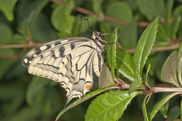 Swallowtail -Papilio machaon-, outside wings, Baden-Wurttemberg, Germany