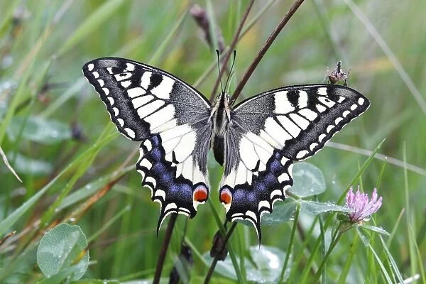 Swallowtail (Papilio machaon), sitting in a meadow