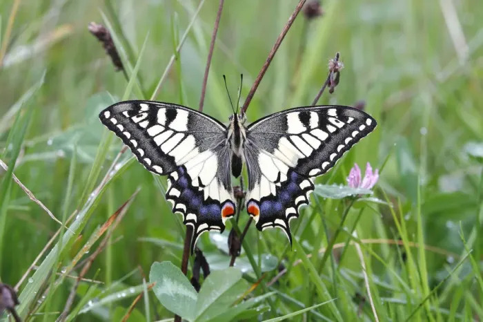 Framed Print : Swallowtail (Papilio machaon), sitting in a meadow Framed Print : Swallowtail (Papilio machaon), sitting in a meadow