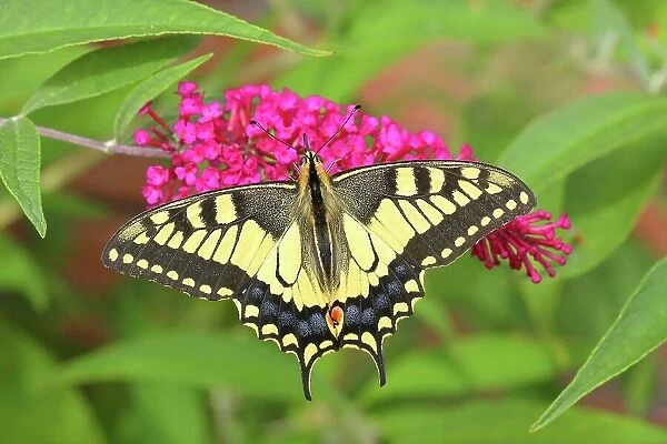 Swallowtail (Papilio machaon), sucking nectar on summer lilac (Buddleja davidii) Neunkirchen im Siegerland, North Rhine-Westphalia, Germany
