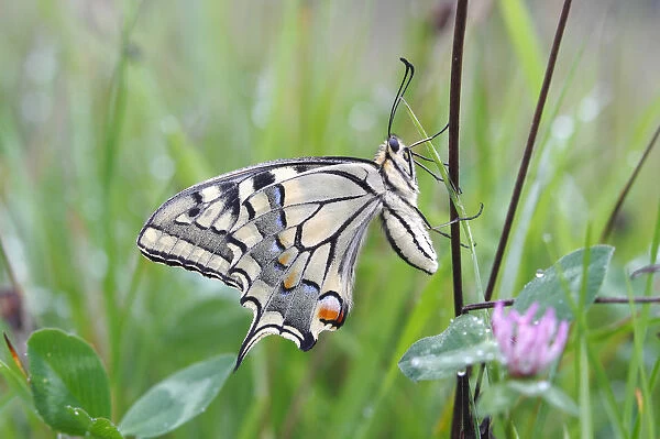 Swallowtail (Papilio machaon), underside, sitting in a meadow