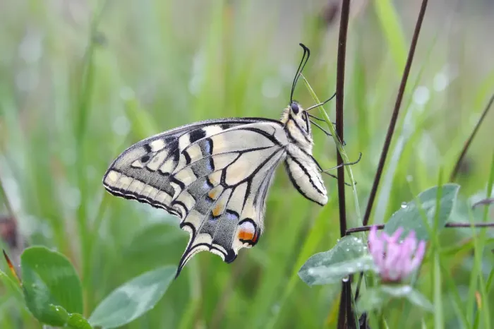 Framed Print : Swallowtail (Papilio machaon), underside, sitting in a meadow Framed Print : Swallowtail (Papilio machaon), underside, sitting in a meadow