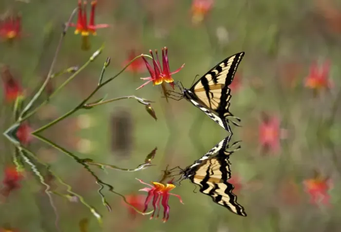 Framed Print : Swallowtail in a Scarlet Dream Framed Print : Swallowtail in a Scarlet Dream