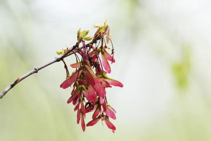Framed Print : Swamp maple samaras in spring