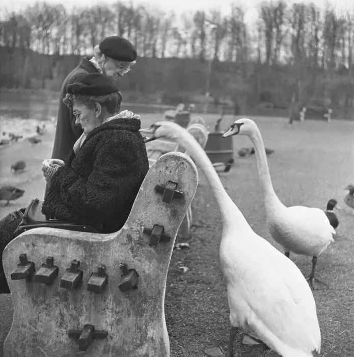 Framed Print : Swan Biting a Woman's Coat Framed Print : Swan Biting a Woman's Coat