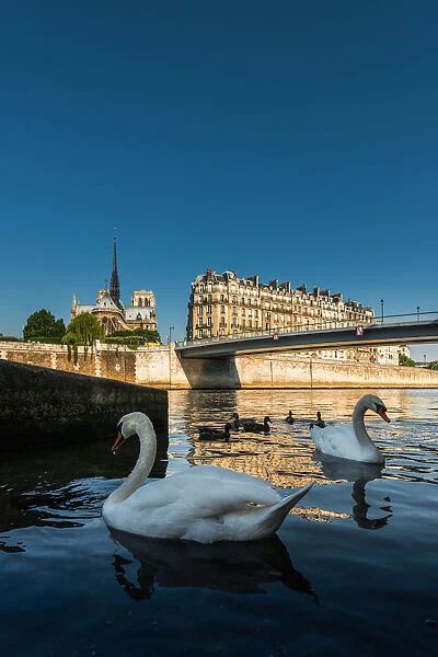 Swan couple at Seine river