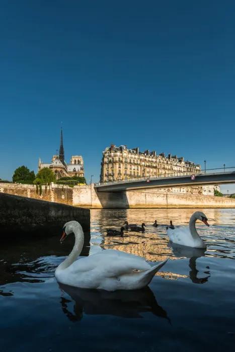 Framed Print : Swan couple at Seine river Framed Print : Swan couple at Seine river