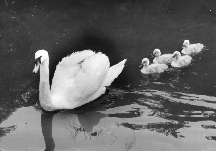 Framed Print : Swan And Cygnets Framed Print : Swan And Cygnets