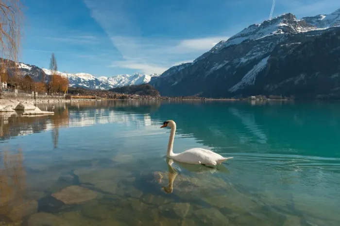 Framed Print : Swan floating over lake Brienz Framed Print : Swan floating over lake Brienz