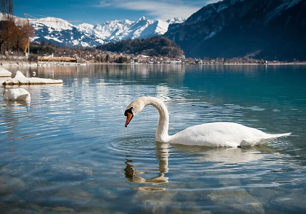 Swan floating over lake Brienz