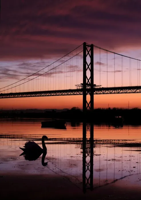 Framed Print : Swan and Forth Road Suspension Bridge at sunset