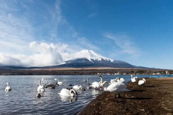 Framed Print : Swan and Fuji