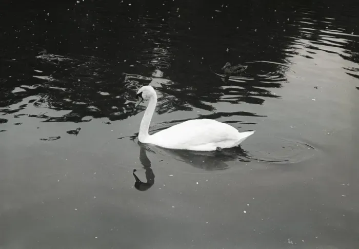 Framed Print : Swan on lake Framed Print : Swan on lake