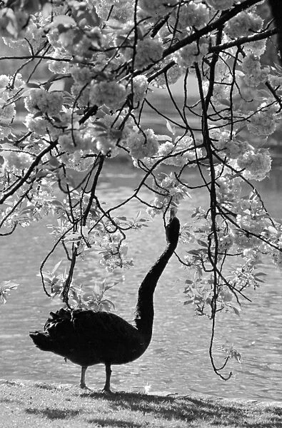 Swan In Park
