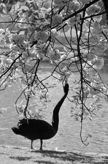 Framed Print : Swan In Park Framed Print : Swan In Park