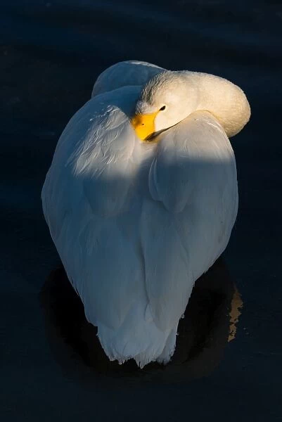 Swan post in a lake