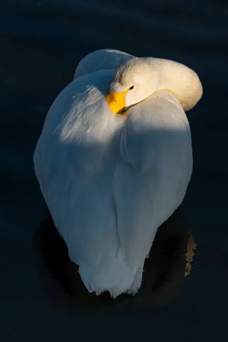Framed Print : Swan post in a lake Framed Print : Swan post in a lake