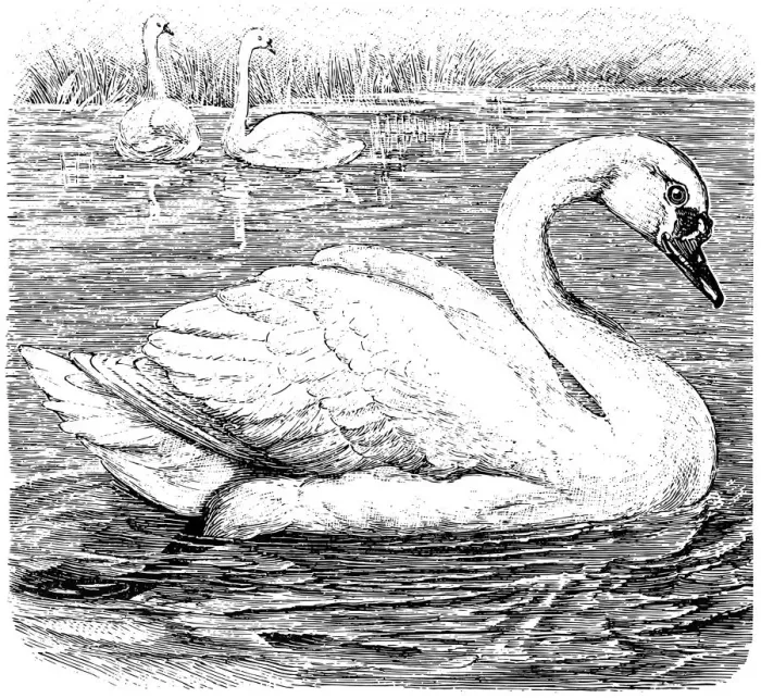 Framed Print : swan on a river Framed Print : swan on a river