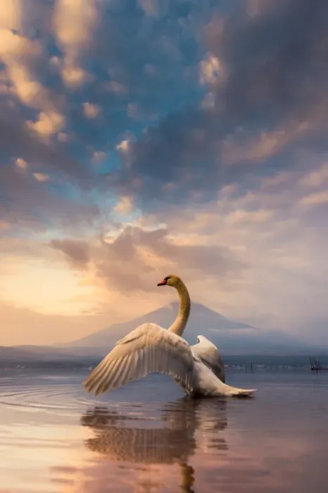 Framed Print : a Swan spread its wings with Mt. Fuji background Framed Print : a Swan spread its wings with Mt. Fuji background