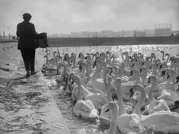 Swannery. A man feeding swans at a swannery in Weymouth, Dorset