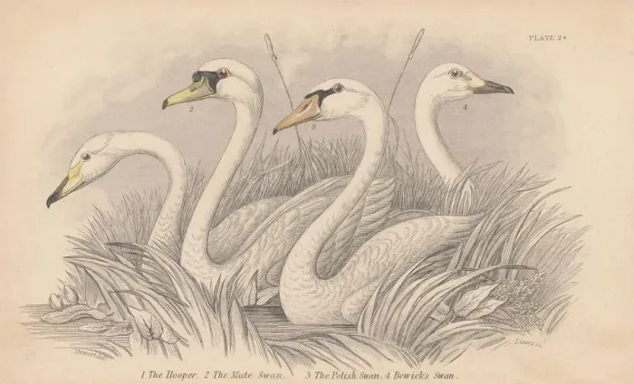 Framed Print : Four Swans Framed Print : Four Swans