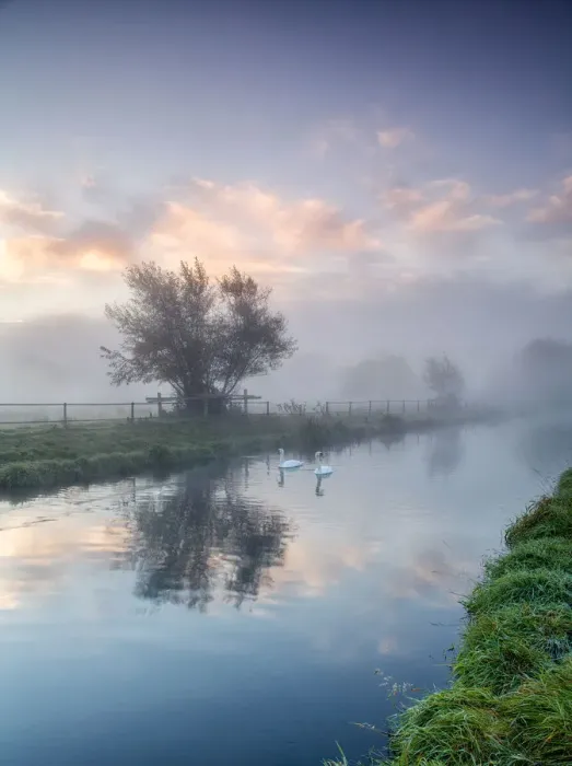 Framed Print : Swans on a Dawn Misty River Framed Print : Swans on a Dawn Misty River