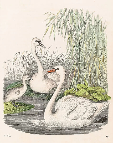 Swans illustration 1853