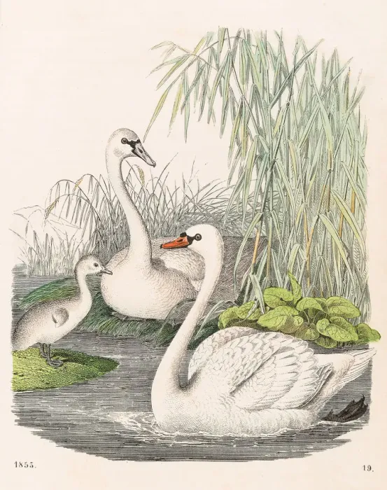 Framed Print : Swans illustration 1853 Framed Print : Swans illustration 1853