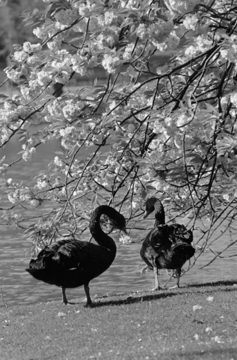 Framed Print : Swans In Park Framed Print : Swans In Park