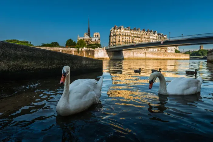 Framed Print : Swans swimming with Notredame background