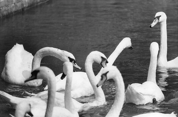 Swans. 10th August 1976: Swans in the Thames at Bow Creek